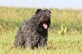 BOUVIER DES FLANDRES 119